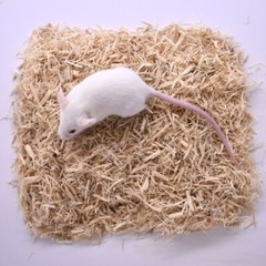 Frozen Feeder Mice: 15 Weanling Mice -FREE S&H -MiceDirect !!! Rodents! Reptiles