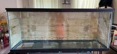 $170 OBO 55 Gallon Tank