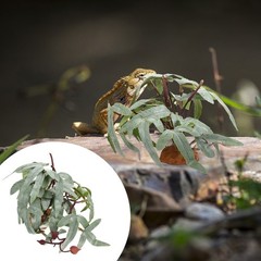Simulated Plant Green Plants for Reptile Terrarium Aquarium Artificial