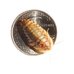 Large dubia roaches