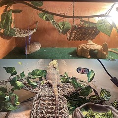 10Pcs Bearded Dragon Tank Accessories, Reptile Hammock Terrarium Plants Jungl…