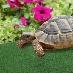 Lifelike Turtle Climbing Platform Turf Ideal for Fish Tank and Landscaping