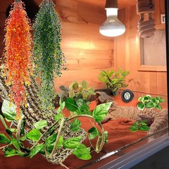Tfwadmx 15Pcs Bearded Dragon Tank Accessories, Reptile Plants, Reptile Hammoc…
