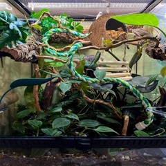 Crested Gecko Coconut Hide with Ladder Shell Natural,Reptile Coco Hut Cave Ha…