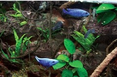 T-Rex Aquarium Decor – Rocky Shoals Background – 10 Gallon