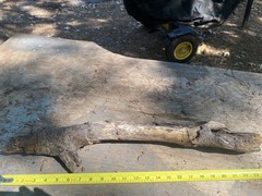 All natural Large Driftwood Log, 23” x 4 “ for Aquarium or Birdcage