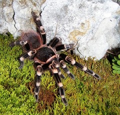 Brazilian White Knee Tarantula (Acanthoscurria geniculata)