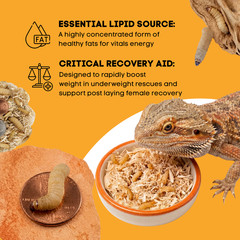 TC INSECTS Live Wax Worms Feeder Insects for Reptiles Amphibians Birds & More