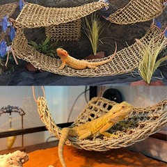 PINVNBY Bearded Dragon Hammock,Reptile Lounger Natural Medium, As Shown