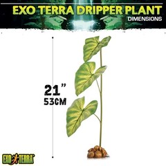 Dripper Plant, Large