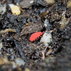 25+ Thai Red Lobella Springtails Rare Starter Culture Feeder LAG