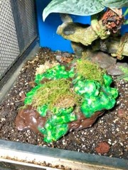 Arboreal Attitudes Weighted Ground Hides For Terrariums And Cages For Reptiles
