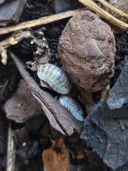 14+1 ct Nesodillo archangeli ‘Shiro Utsuri’ Isopods