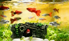 LWT Beard Dragon,Lizard and Reptile Hide,Fish Tank Accessories Hides,Aquarium…