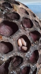 papaya isopods/cubaris sp.murina- this listing is for 10 isopods.