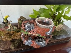 Reptile Magnetic Ledge With 5 Feeder Cups Small Desert