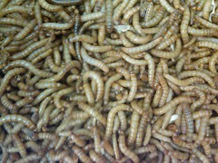 500 – Live Mealworms – Reptile Food