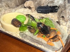 50 XS-Small Dubia Roaches | Feeder Insects | Live Arrival Guaranteed!