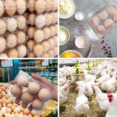 150 Pack Half Dozen Egg Cartons Bulk, 2×3 Clear Plastic Chicken Egg Holders, …