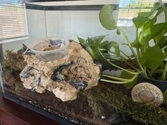 Reptile Magnetic Ledge With 5 Feeder Cups Small Desert