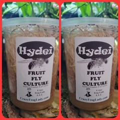 Fruit Fly Culture 8Pack Variety Live Flightless Turkish Gliders Golden and Hydei