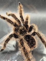 Curly Hair Tarantula (Tliltocatl albopilosus) – 3-4 in