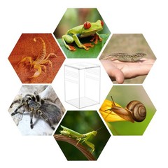 NANEEZOO Magnetic Acrylic Reptile Cage, 6″x6″x9″ Tall Enclosure Transparent R…
