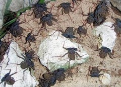 Florida Tailless Whipspider (Phrynus marginemaculatus) – 3/8-3/4 in