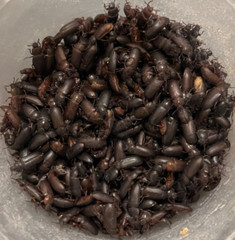 500 COUNT LIVE DARKLING BEETLES – FOR FEEDING ONLY – REPTILES AND BIRDS