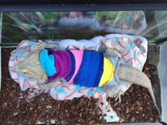 SOFT BALLS PRINTS BED SET COVERS ONLY NO FRAME BED 4 BEARDED DRAGONS