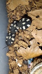 Domino Roach (Therea petiveriana) 20+ Nymphs