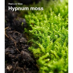 Live Moss Terrariums & Reptiles Humidity Support Natural Growth 2 Pieces New