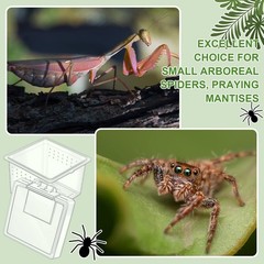 20 Pcs Insect Spider Terrariums Breeding Box Small Reptile Hatching Container