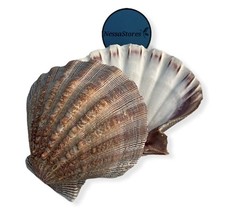 NESSASTORES – Natural Lion Paw Scallop Nautical Dish Beach 6 Pairs, Brown