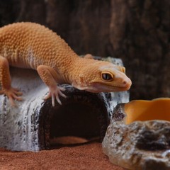 Artificial Birch Log Tortoise Small Animal Habitat Bearded Dragon Hide Cave↑