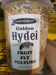 Fruit Fly Culture 8Pack Variety Live Flightless Turkish Gliders Golden and Hydei