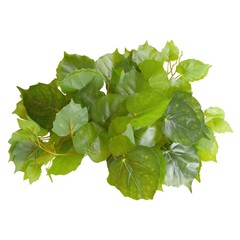 Reptile Treasures Pothos Plant 60 inch