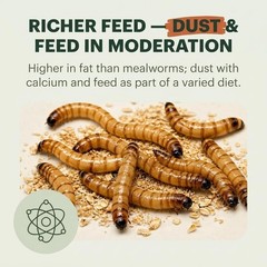 Medium Superworms 1-1.5 inch Live Feeder Insects | FREE SHIPPING & Live Arrival