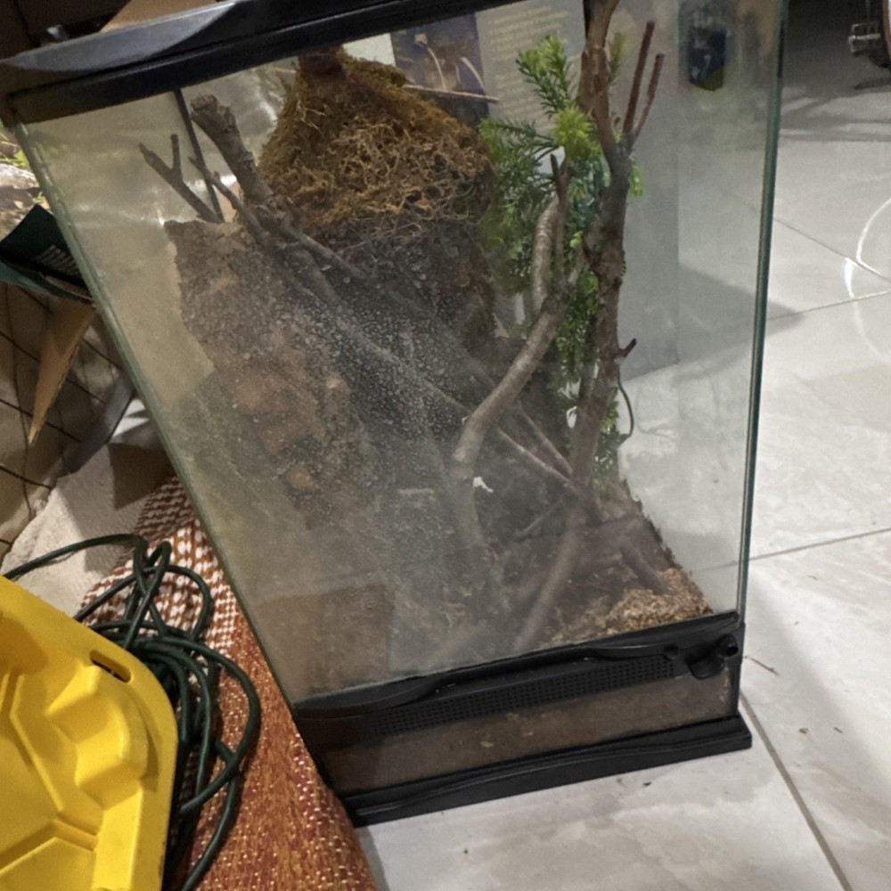 Glass Reptile Terrarium with Branches, Moss, and Bark Natural Decor
