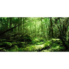 AWERT 30×12 inches Tropical Terrarium Background Rainforest Aquarium Backgrou…