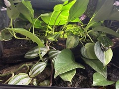 Terrarium Start Up kit-Med 10-20 gallon