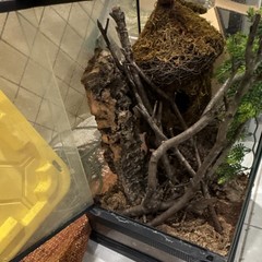 Glass Reptile Terrarium with Branches, Moss, and Bark Natural Decor