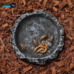 2 Pack Reptile Water and Food Bowls Feeding Dish for Leopard Gecko Lizard