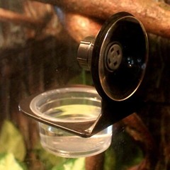 2 Pack Reptile Feeder Gecko Lizard Feeding Cup with Suction Cup Reptile Food …