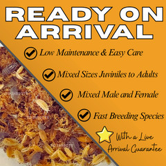 Combo Deal | 100+ Party Mix Isopods And 8oz Springtails | FREE SHIPPING!!