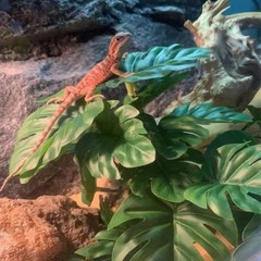 Reptile Plants for Terrarium Decor,Amphibian Habitat Decor,Artificial Plants …