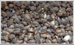 40 Dubia Feeder Roaches [15 Males 25 Females] Adult Blaptica Dubia Roaches