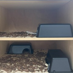 Durable Small Reptile Hide , Python Hide, Leopard Gecko Hide, Bearded Dragon …