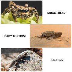 Reptile Pet Terrarium Reptiles Breeding Container Plastic Carrier