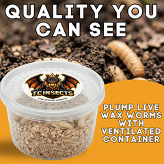 250 Live Wax Worms Feeder Insects for Reptiles Amphibians Birds & More
